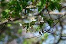 氷取沢の大島桜