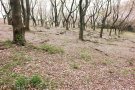 久良岐公園
