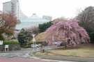 プリンスホテルのしだれ桜