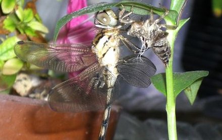 �V�I�J���E�g���{