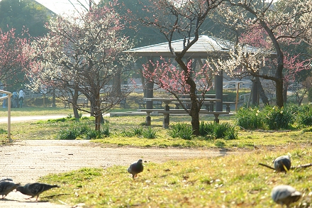 �������̔~