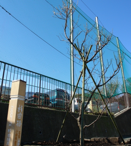 �~�я��̐��c�~