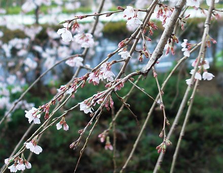 ��q�̂������