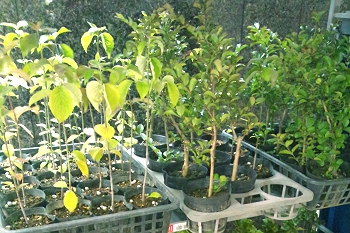 �Ă̊��Ӎ� �v�������c