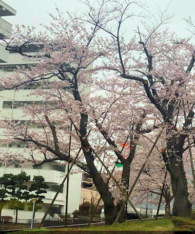 �m����̍�