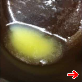 �i�J���̂����Ђ����g���ăt���C�p���Ńp�����Ă���