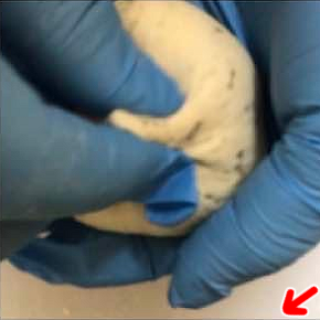 �i�J���̂����Ђ����g���ăt���C�p���Ńp�����Ă���