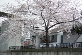 川沿いの桜