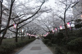 �m����k�c�n�̍��Q