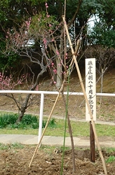 LOA
