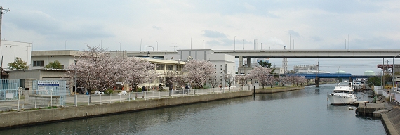 動物検疫所の桜