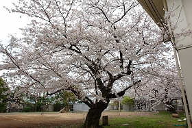 動物検疫所の桜