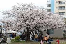 動物検疫所の桜