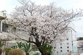 動物検疫所の桜