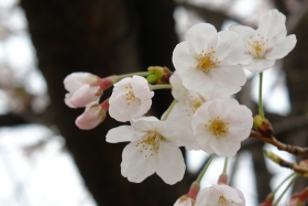 動物検疫所の桜