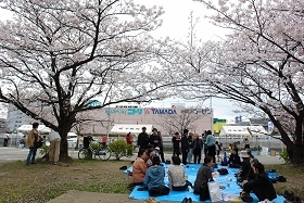 桜の下で宴会