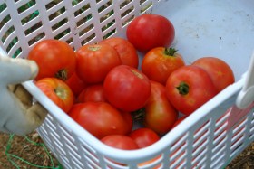 トマトが採れます
