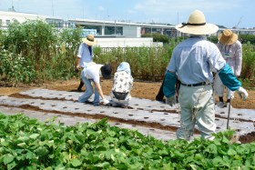 大根畑を整備中
