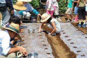大根のタネを蒔いています