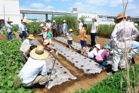 大根のタネを蒔いています