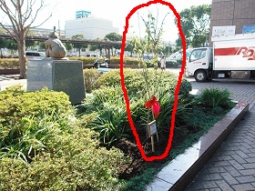 杉田梅植樹
