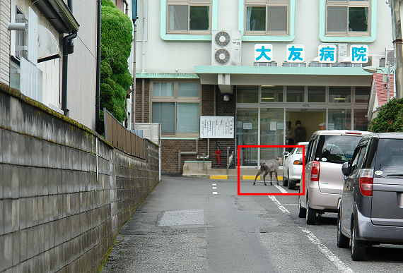 気仙沼でカモシカ