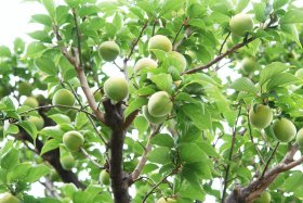 ���c�~�̎��P