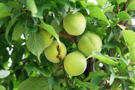 ���c�~�̎��Q