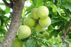 ���c�~�̎��R