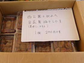 第15回 洋光台 梅の里まつり